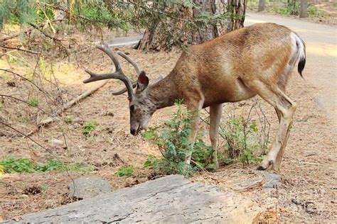 Yosemite Wildlife Photograph by Julie Lourenco - Fine Art America