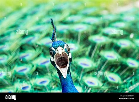 Portrait of a calling peacock Stock Photo - Alamy