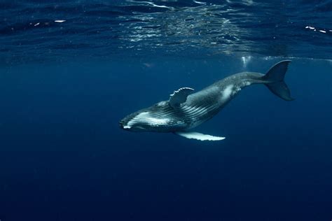 The Mystery and Magic of Whale Songs