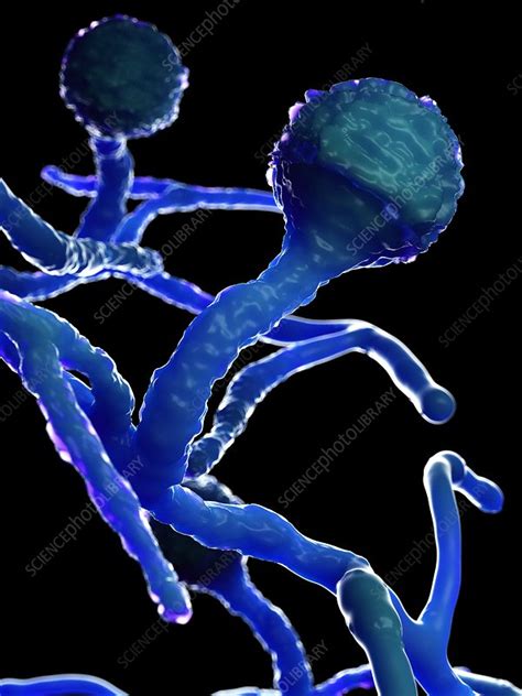 Mucor fungus, illustration - Stock Image - F026/7253 - Science Photo ...