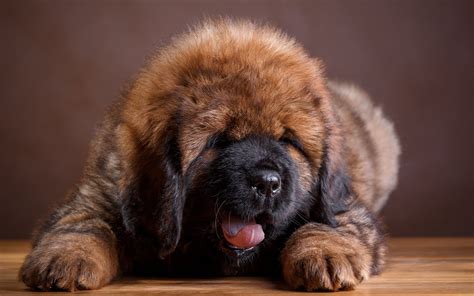 Tibetan Mastiff Wallpaper | PixLith