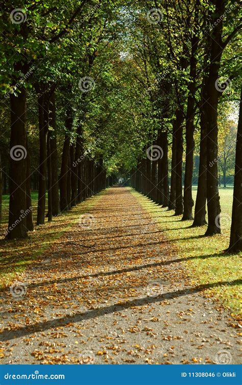 Avenue in a park in autumn stock photo. Image of perspective - 11308046