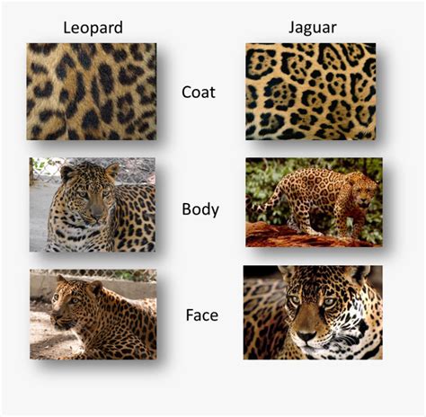 Panther Vs Jaguar Vs Leopard, HD Png Download , Transparent Png Image ...