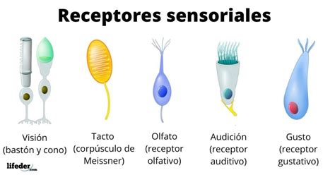 Receptores sensoriales: clasificación, fisiología, características