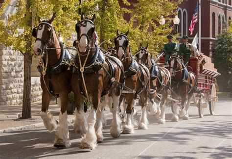 The Budweiser Clydesdales are trotting into Birmingham—Veterans Day ...