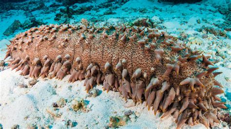 Sea Cucumbers: The Ocean Delicacy You Should Know