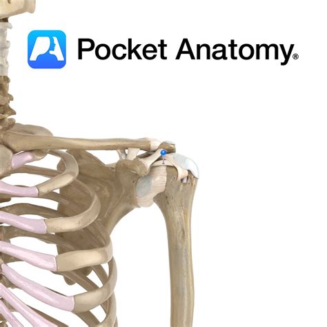 Coracohumeral ligament - Pocket Anatomy