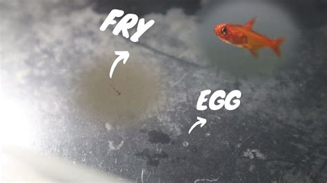 How To Breed Ember Tetras: Getting the eggs - YouTube