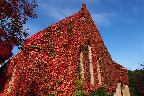 Joel Bramley Photography: Autumn in Mount Macedon