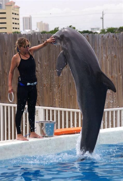 The Dolphin Trainer Who Loved Dolphins Too Much | Dolphin trainer ...