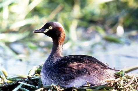 Australasian Grebe | BIRDS in BACKYARDS