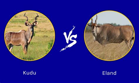 Kudu vs Eland: What Are The Differences? - A-Z Animals