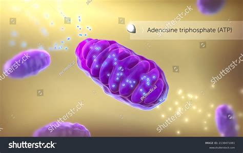 Atp Synthase 3d Medical 3d Render Stock Illustration 2138471081 ...