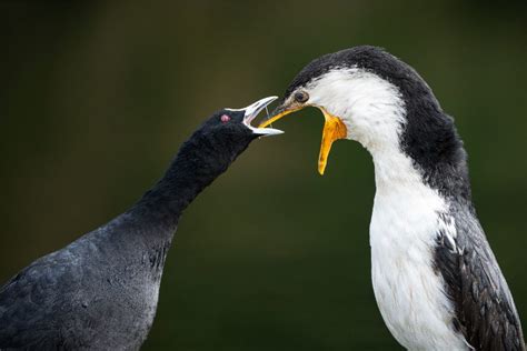 2022 BirdLife Australia Photography Awards - BirdLife Australia