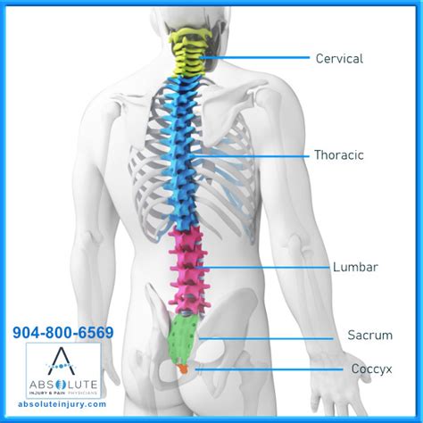 Knowing Your Spine Anatomy – Absolute Injury and Pain Physicians