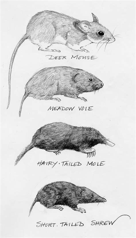 Im pinning this for education. I tried to explain a shrew to someone that didn't believe such a ...