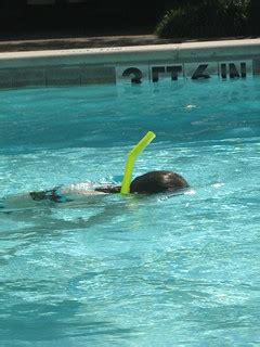 Laurel snorkeling in the pool | Despite the relatively chill… | Flickr