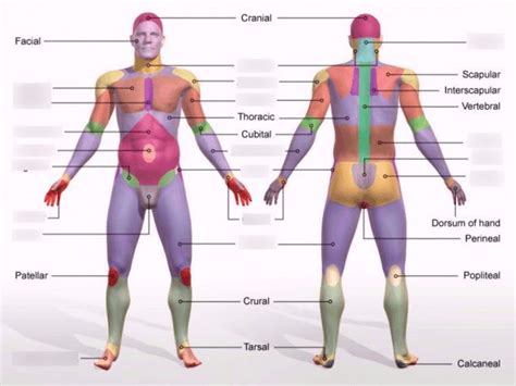 Body Regions Diagram | Human body anatomy, Body anatomy, Human anatomy and physiology