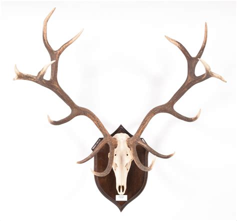 Lot 68 - Antlers/Horns: Hungarian Red Deer (Cervus