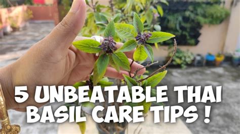 5 Unbeatable Thai Basil Plant Care Tips!| Watch Now ! | Whimsy Crafter - YouTube