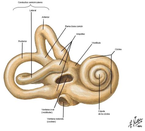 Todo Sobre la Audición: Oído Interno