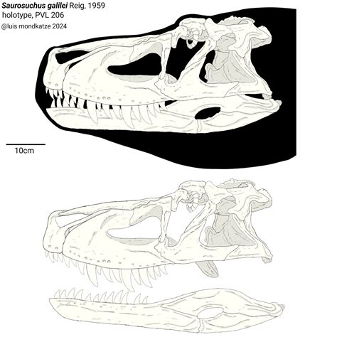 Saurosuchus skeletal by Luismondkatze on DeviantArt