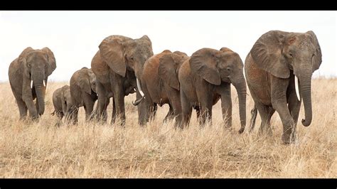 African Wildlife Somalia 1000 Shillings - YouTube