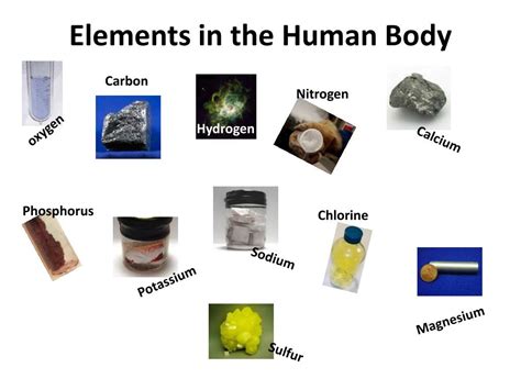 PPT - Elements in the Human Body PowerPoint Presentation, free download - ID:2605089