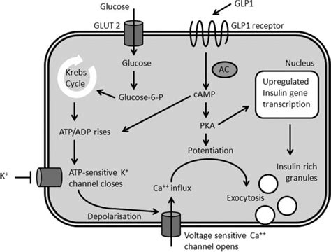 Mechanism of glucose-dependent, GLP1-potentiated insulin secretion in ...