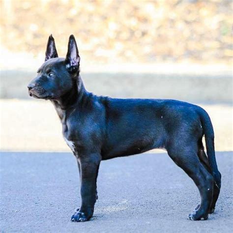 Xoloitzcuintli coated Fur Babies, Pitbulls, Amber, Dogs, Baby, Animals ...