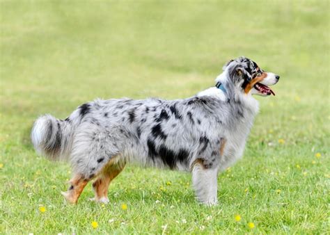 Premium Photo | Training of australian shepherd