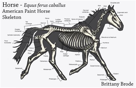 Brittany Brode: Animal Anatomy Finals