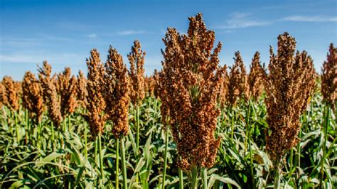 Climate-Smart Millet - Need Of The Hour – Slurrp Farm