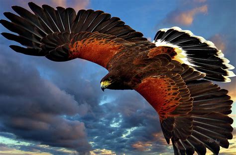 Harris' Hawk in Flight Photograph by Russ Harris - Pixels