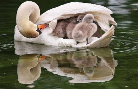 Winchester whisperer: Seven cygnets swimming