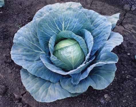 Blue Vantage - Sakata Wholesale Vegetable Seed