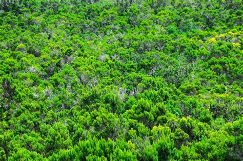 Green forest landscape 19914842 Stock Photo at Vecteezy