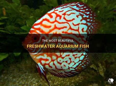 The Most Beautiful Freshwater Aquarium Fish | PetShun