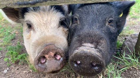 Gateshead: Pet pigs kept in kitchen of family's flat rehomed - BBC News