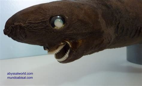 Abyssal World - Deep sea monsters and taxidermy - Blog abyssal world. News, biology fishing and ...