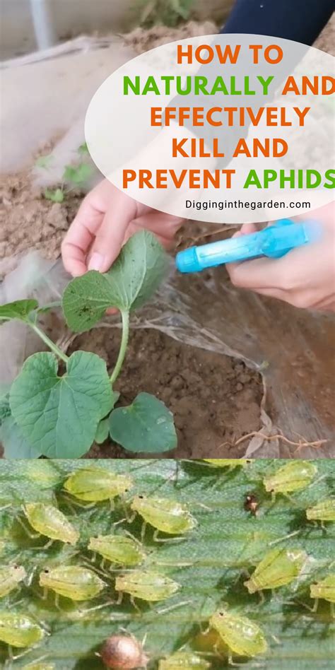 All-natural Ways To Kill And Prevent Aphids in 2021 | Aphids, Kill aphids, Container gardening