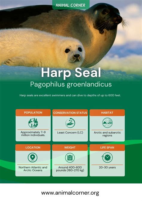 Harp Seal - Facts, Diet & Habitat Information