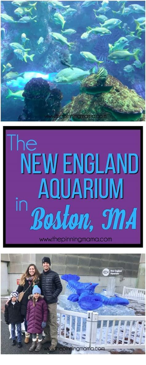 Must See Exhibits at the Boston Aquarium • The Pinning Mama