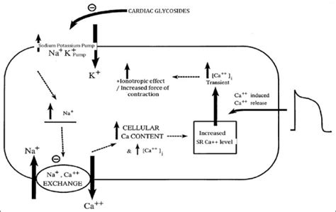 Mechanism of action of cardiac glycosides | Download Scientific Diagram