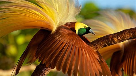 Bird of Paradise Wallpapers - Top Free Bird of Paradise Backgrounds - WallpaperAccess