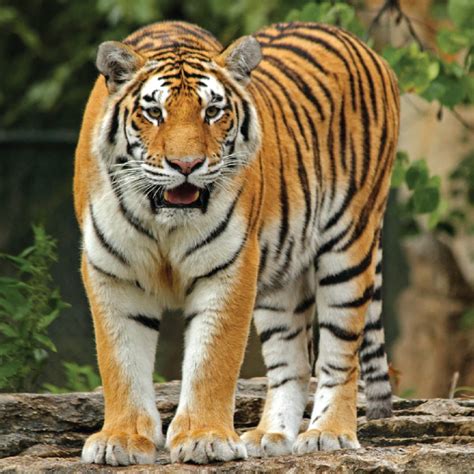 Amur tiger | Saint Louis Zoo