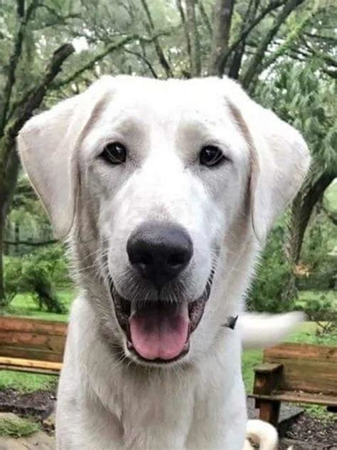 The Great Pyrenees Lab Mix: A Fusion of Loyalty and Strength - World of Dogz