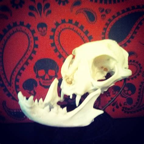 DIY Skull Mount With Reclaimed Materials : 6 Steps (with Pictures) - Instructables