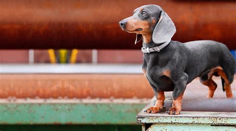 Blue Dachshund - Welcome To The Sausage Dog World