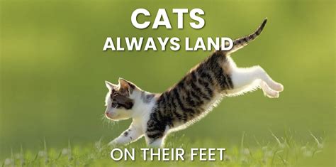 Why Cats Always Land on their Feet